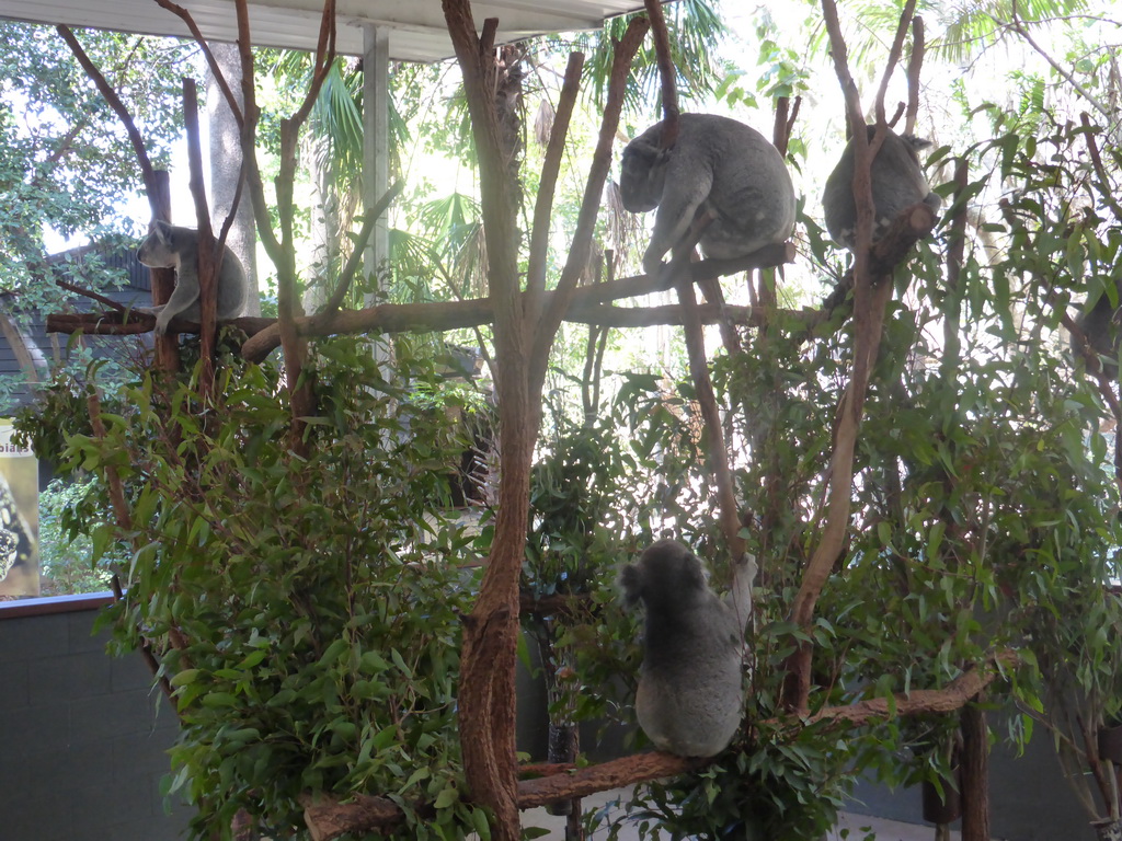 Koalas at the Lone Pine Koala Sanctuary