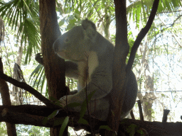 Koala at the Lone Pine Koala Sanctuary