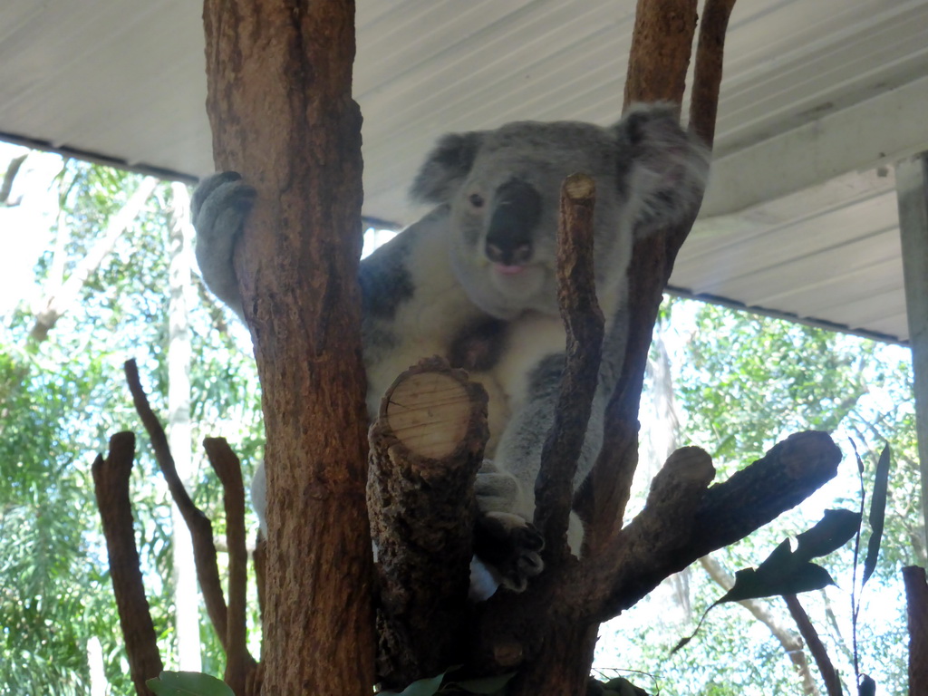 Koala at the Lone Pine Koala Sanctuary