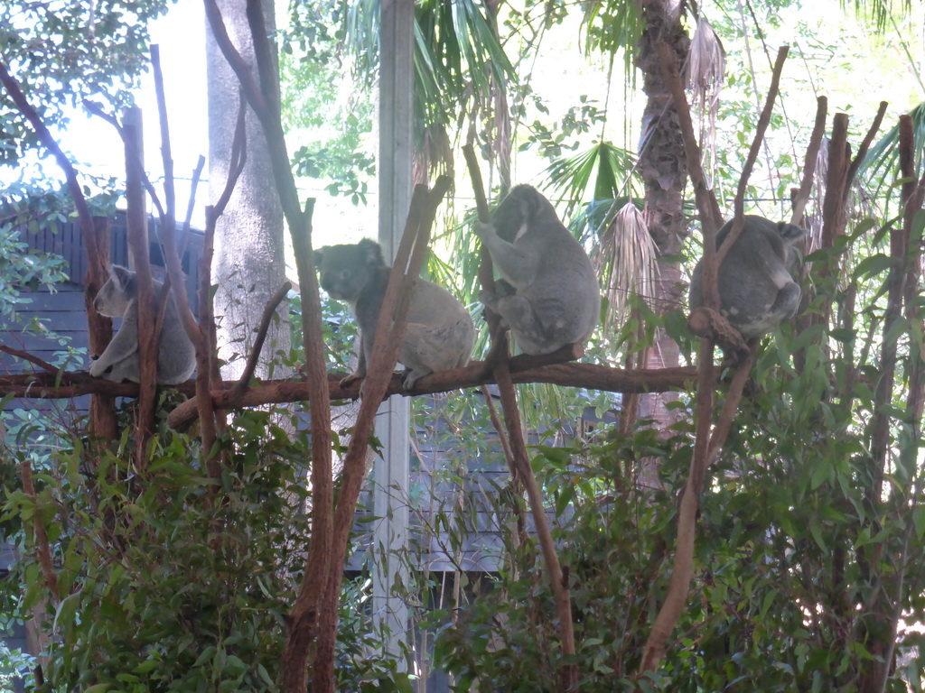 Koalas at the Lone Pine Koala Sanctuary