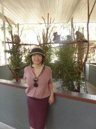 Miaomiao with Koalas at the Lone Pine Koala Sanctuary