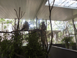 Koalas at the Lone Pine Koala Sanctuary