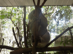 Koala at the Lone Pine Koala Sanctuary