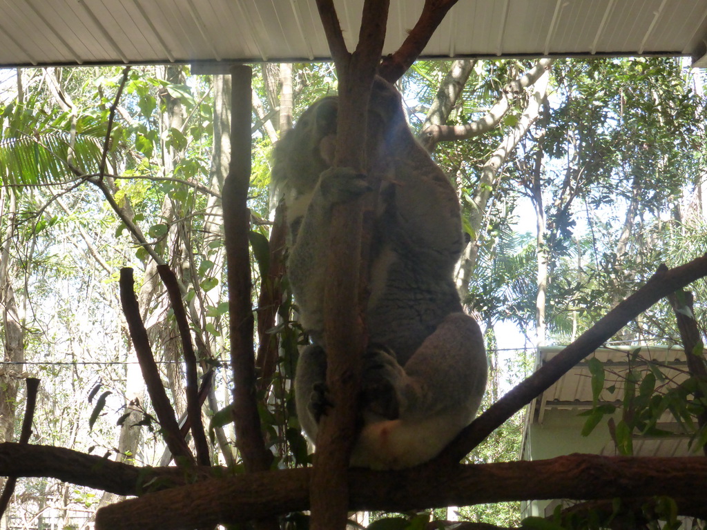 Koala at the Lone Pine Koala Sanctuary