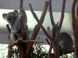 Koalas at the Lone Pine Koala Sanctuary