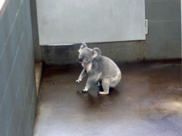 Koala at the Lone Pine Koala Sanctuary