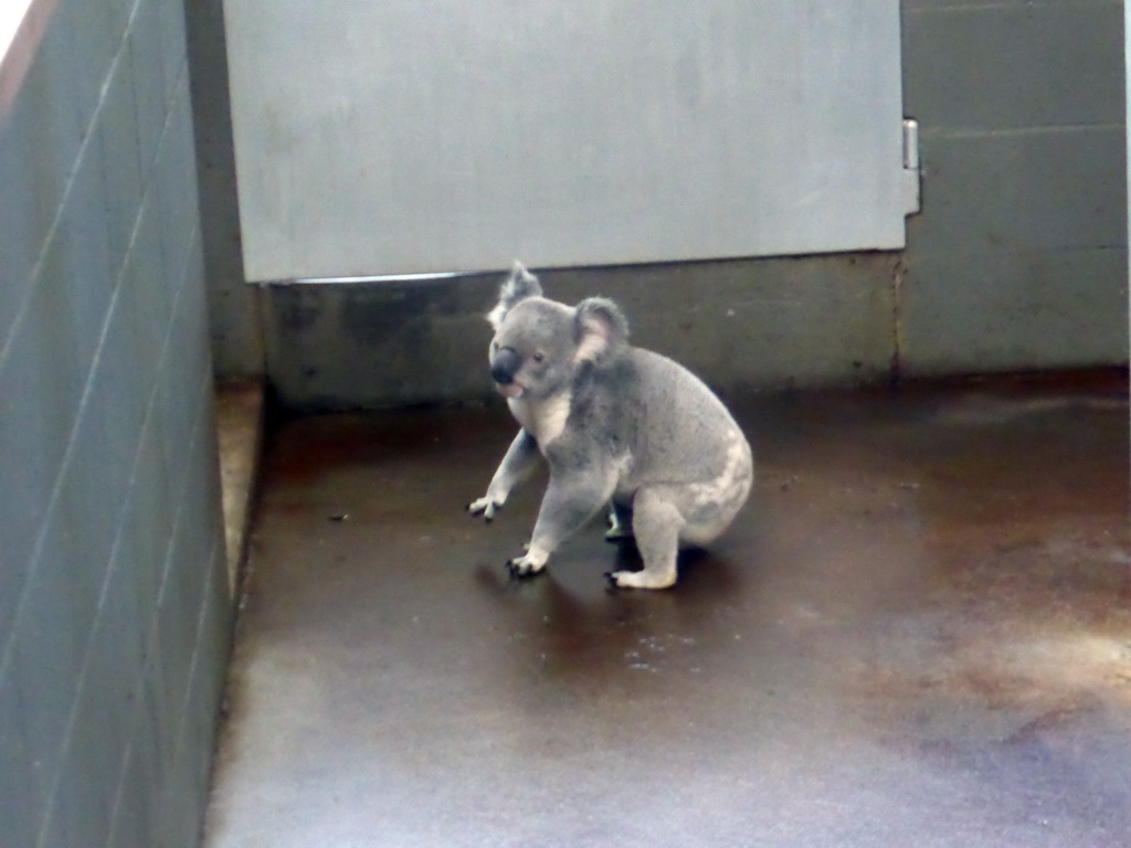 Koala at the Lone Pine Koala Sanctuary