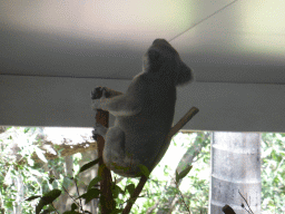 Koala at the Lone Pine Koala Sanctuary