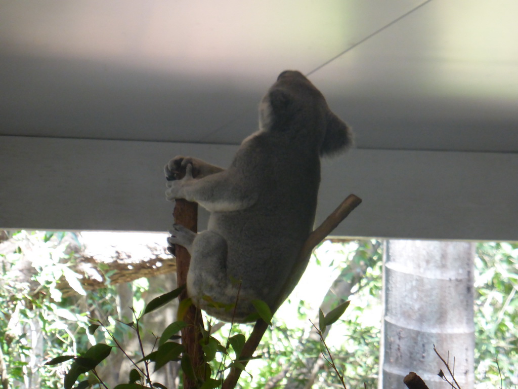 Koala at the Lone Pine Koala Sanctuary