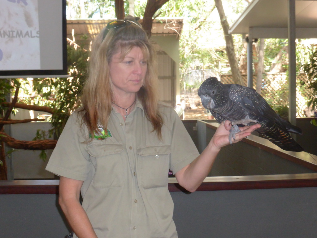 Zoo keeper with a Red-tailed Black Cockatoo during the Wildlife Encounter at the Lone Pine Koala Sanctuary