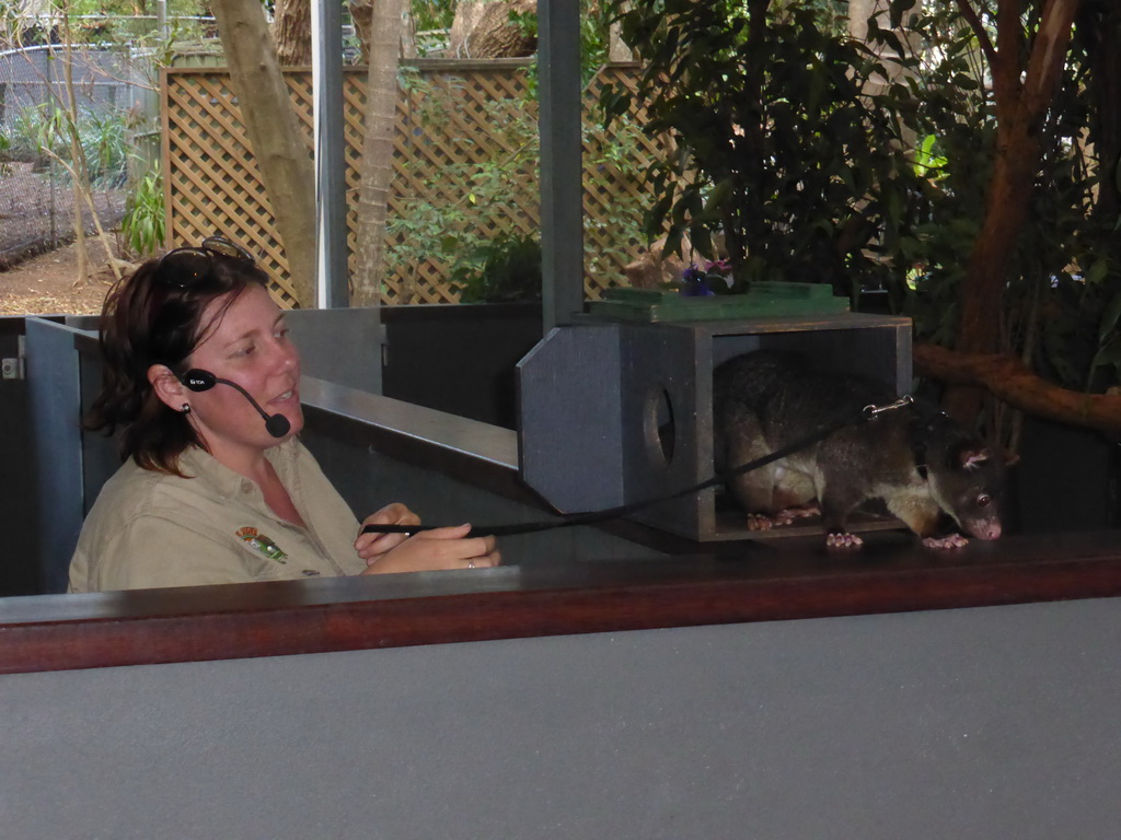 Zoo keeper with a Possum during the Wildlife Encounter at the Lone Pine Koala Sanctuary