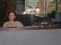 Zoo keeper with a Possum during the Wildlife Encounter at the Lone Pine Koala Sanctuary