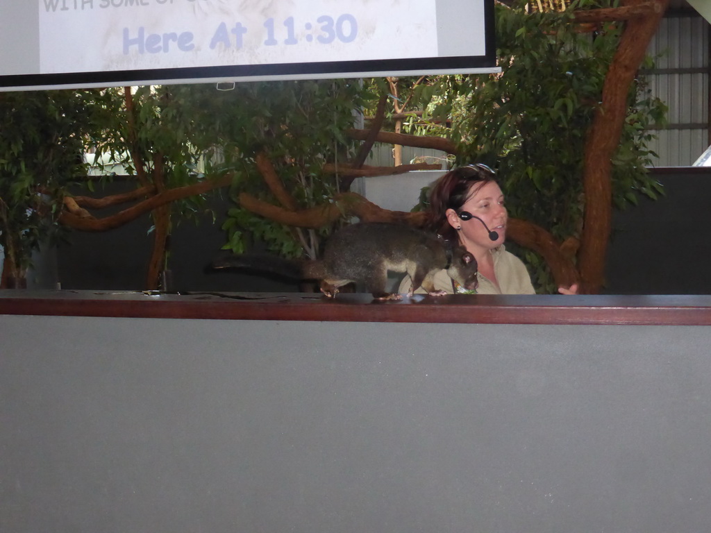 Zoo keeper with a Possum during the Wildlife Encounter at the Lone Pine Koala Sanctuary