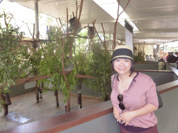 Miaomiao with Koalas at the Lone Pine Koala Sanctuary