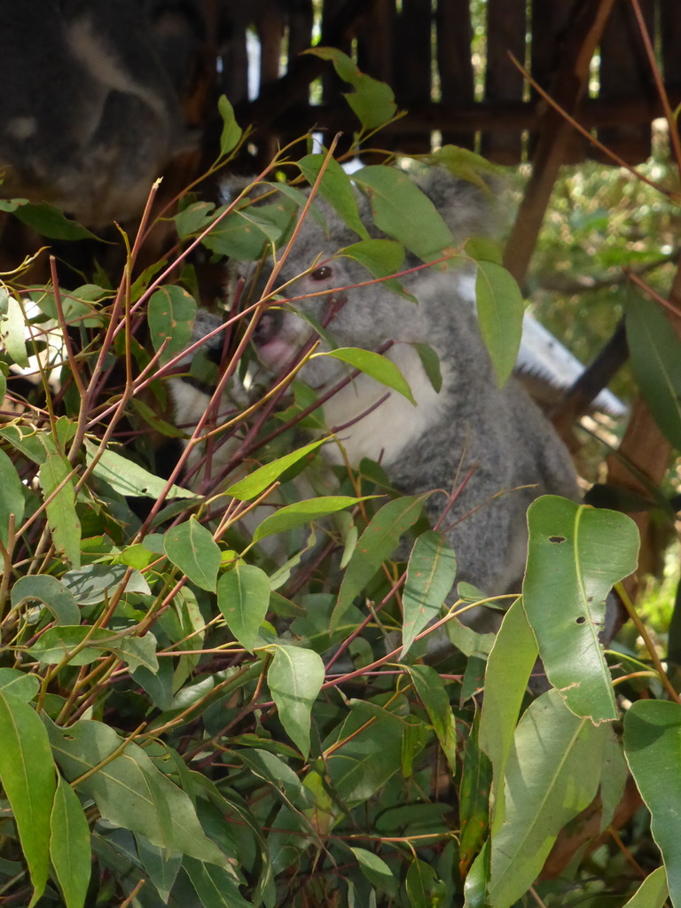 Koalas at the Lone Pine Koala Sanctuary