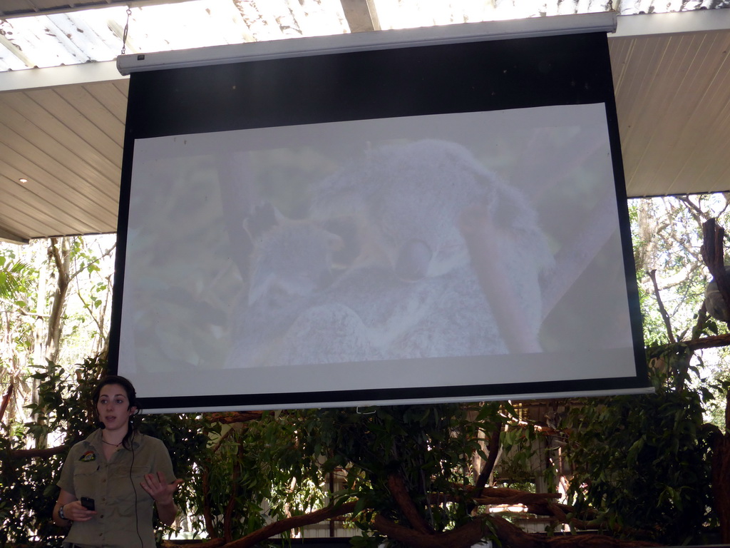 Zoo keeper with information on Koalas during the Koala Presentation at the Lone Pine Koala Sanctuary