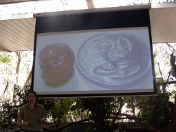 Zoo keeper with information on Koala embryos during the Koala Presentation at the Lone Pine Koala Sanctuary