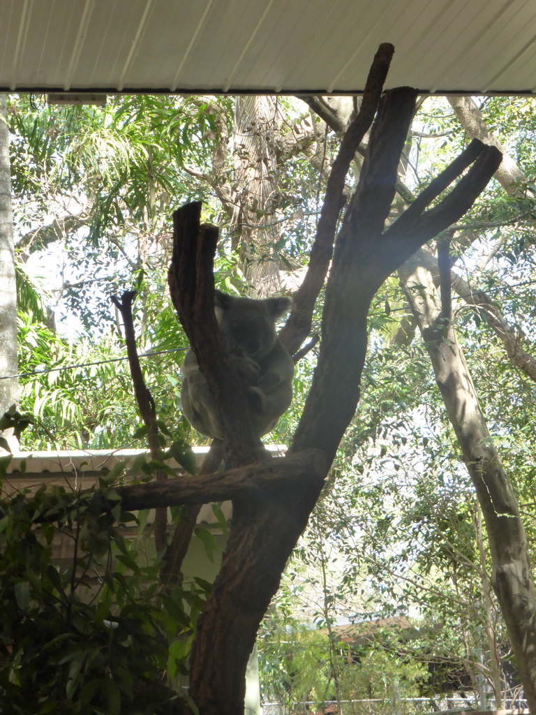 Koala at the Lone Pine Koala Sanctuary