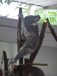 Koala at the Lone Pine Koala Sanctuary