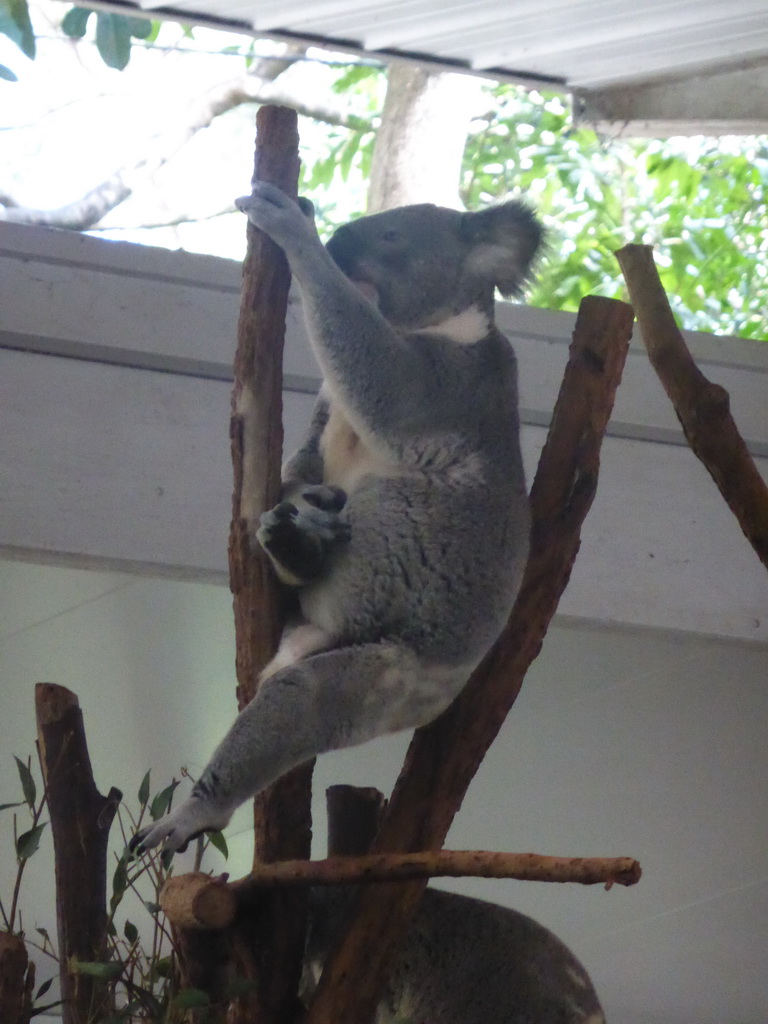 Koala at the Lone Pine Koala Sanctuary