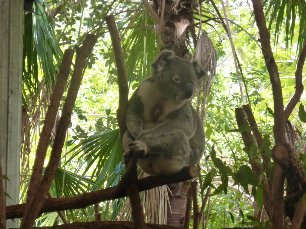 Koala at the Lone Pine Koala Sanctuary