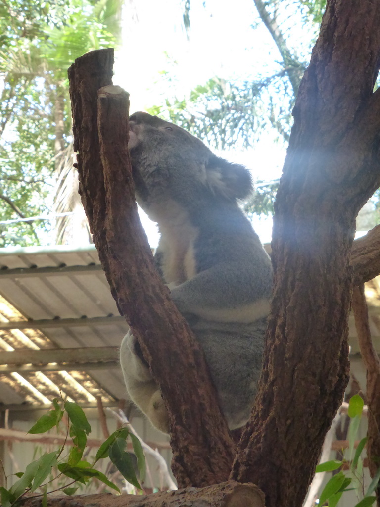 Koala at the Lone Pine Koala Sanctuary