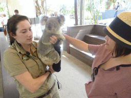 Miaomiao and the zoo keeper with a Koala during the Koala Presentation at the Lone Pine Koala Sanctuary