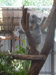 Koalas at the Lone Pine Koala Sanctuary