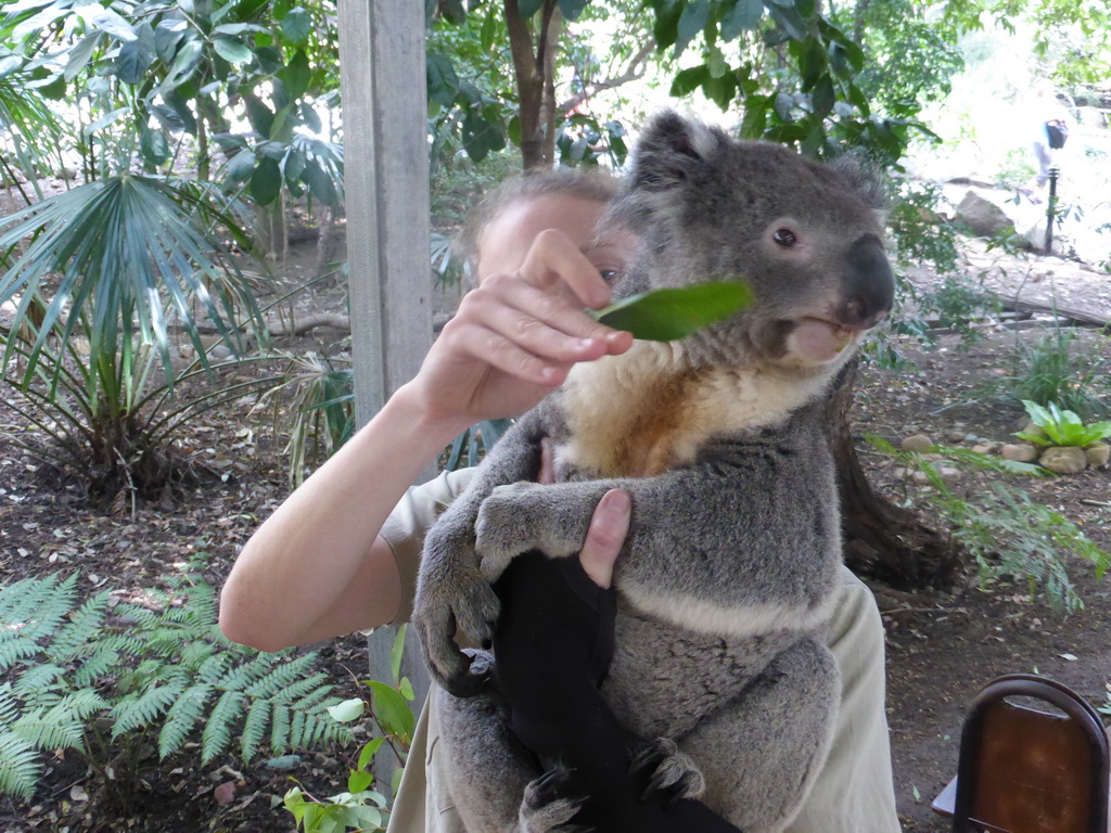 Zoo keeper with a Koala during the Koala Cuddling at the Lone Pine Koala Sanctuary