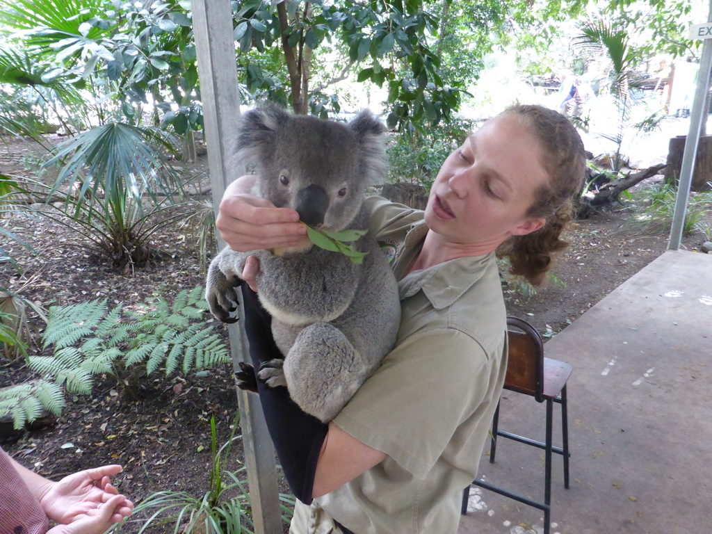 Zoo keeper with a Koala during the Koala Cuddling at the Lone Pine Koala Sanctuary