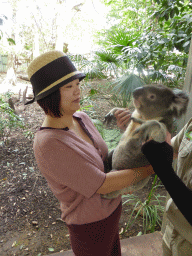 Miaomiao with a Koala during the Koala Cuddling at the Lone Pine Koala Sanctuary