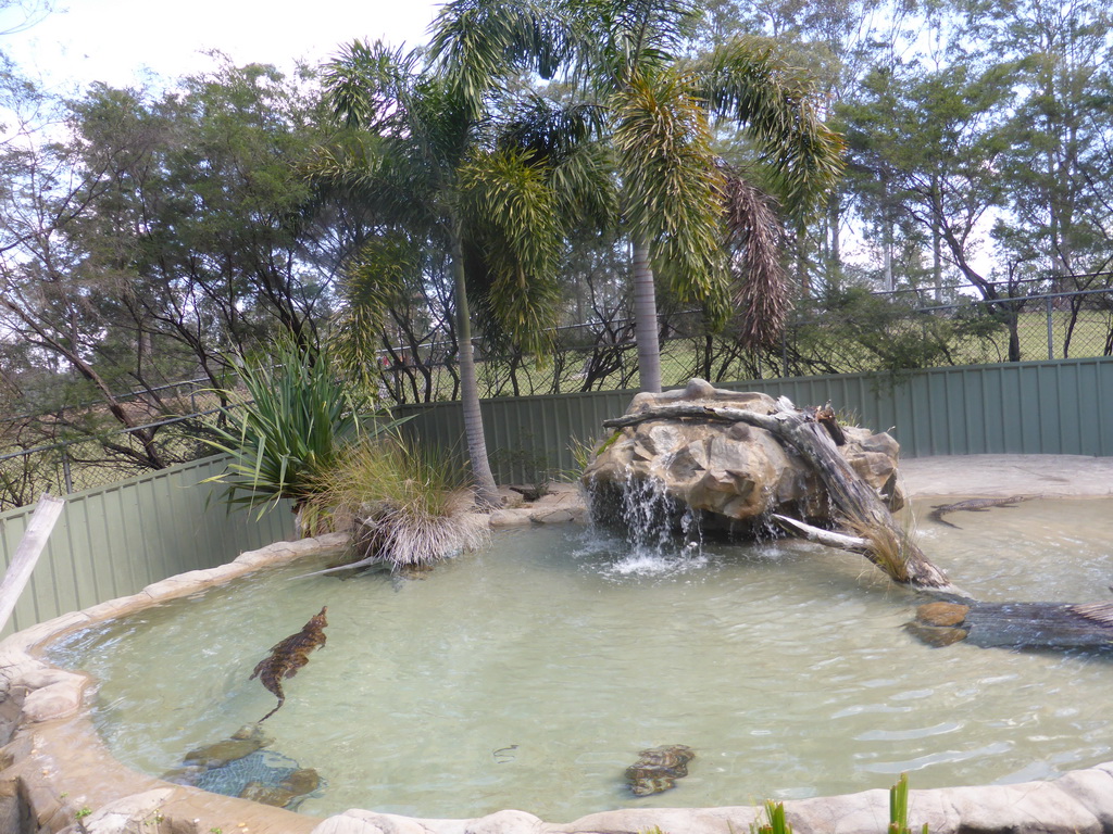 Freshwater Crocodiles at the Lone Pine Koala Sanctuary