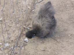 Chinese Silkie Chicken at the Lone Pine Koala Sanctuary