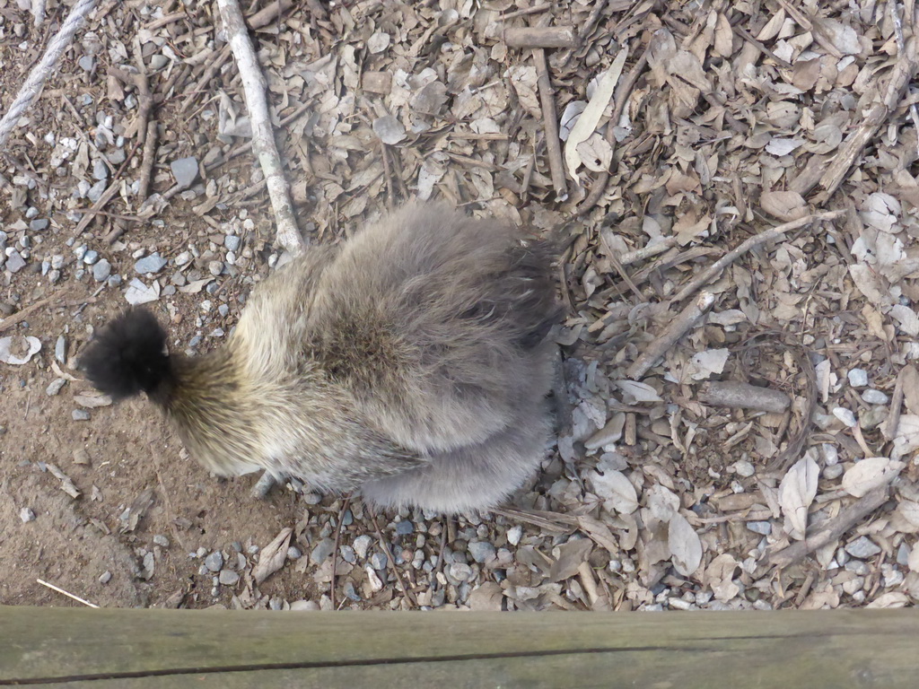 Chinese Silkie Chicken at the Lone Pine Koala Sanctuary