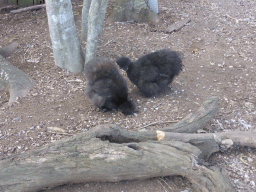 Chinese Silkie Chickens at the Lone Pine Koala Sanctuary