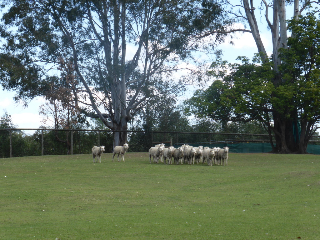 Sheep during the Sheep Dog Show at the Lone Pine Koala Sanctuary