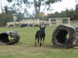 Zoo keeper, dogs and sheep during the Sheep Dog Show at the Lone Pine Koala Sanctuary