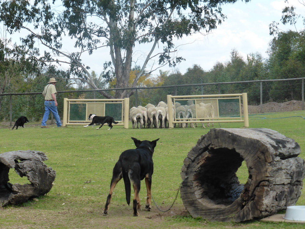 Zoo keeper, dogs and sheep during the Sheep Dog Show at the Lone Pine Koala Sanctuary