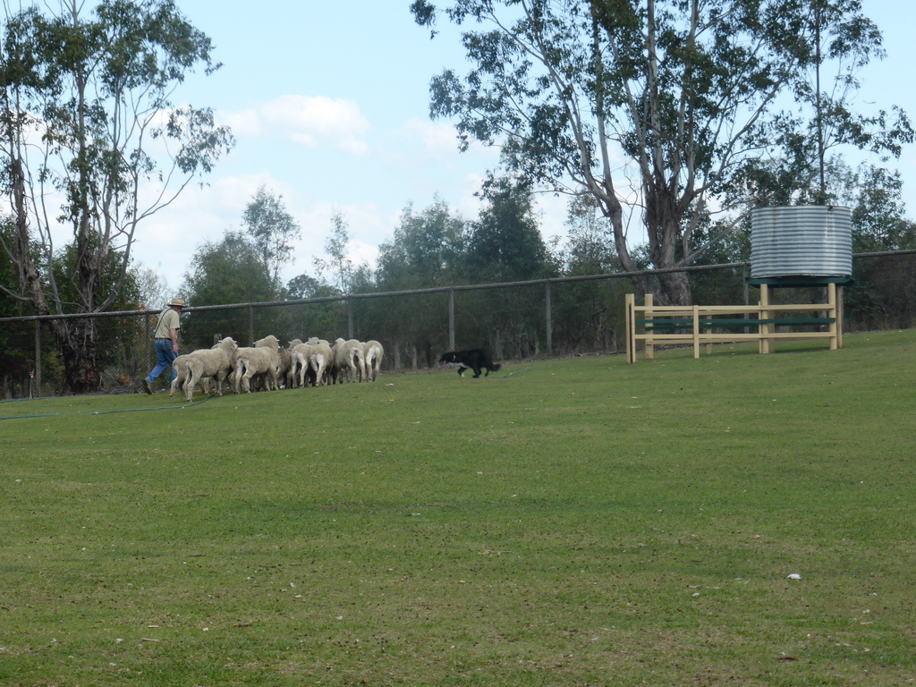 Zoo keeper, dog and sheep during the Sheep Dog Show at the Lone Pine Koala Sanctuary