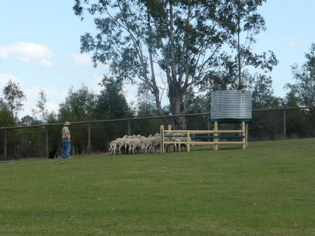 Zoo keeper, dog and sheep during the Sheep Dog Show at the Lone Pine Koala Sanctuary