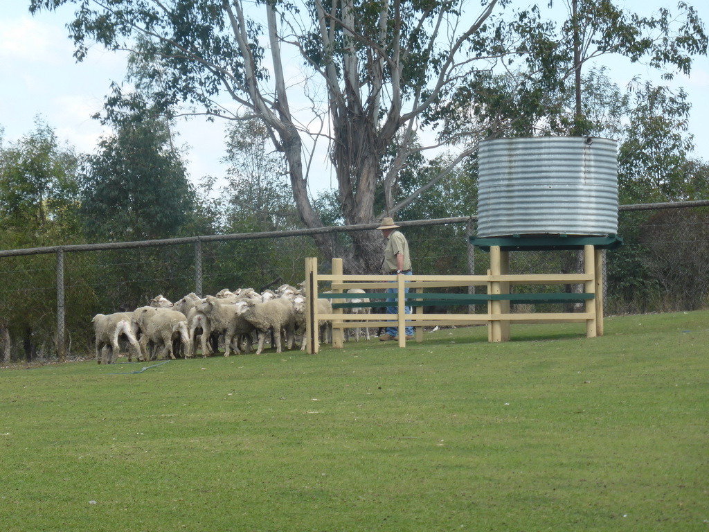 Zoo keeper, dog and sheep during the Sheep Dog Show at the Lone Pine Koala Sanctuary