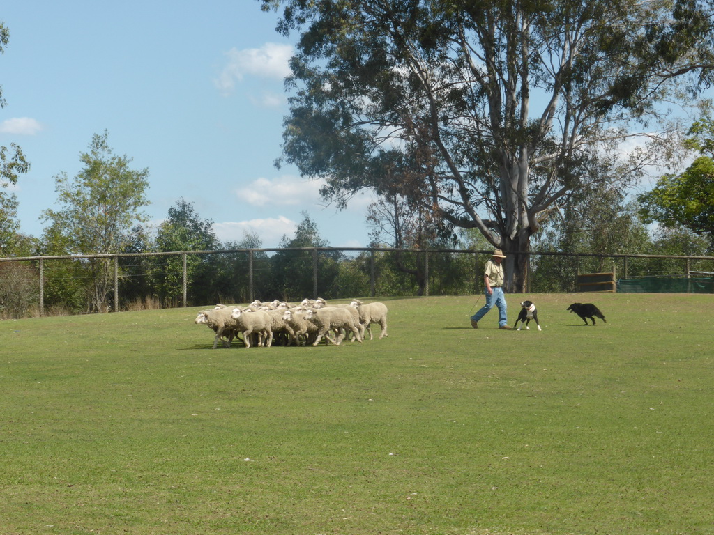 Zoo keeper, dogs and sheep during the Sheep Dog Show at the Lone Pine Koala Sanctuary