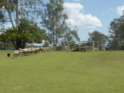 Zoo keeper, dog and sheep during the Sheep Dog Show at the Lone Pine Koala Sanctuary