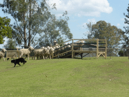 Zoo keeper, dogs and sheep during the Sheep Dog Show at the Lone Pine Koala Sanctuary