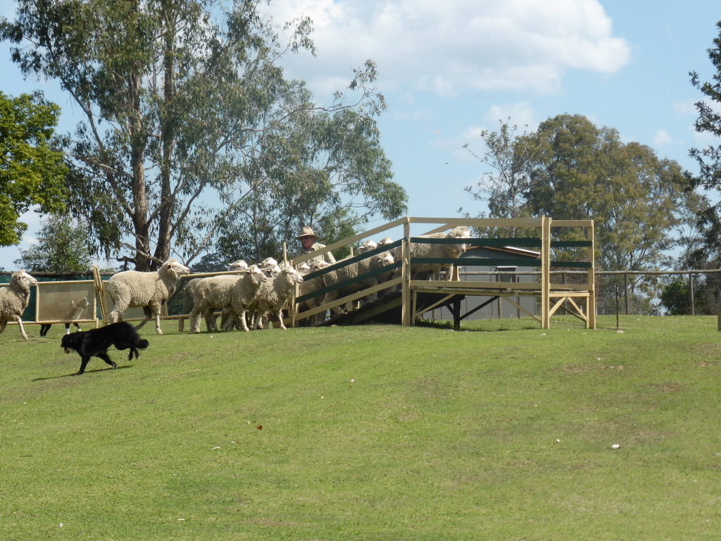 Zoo keeper, dogs and sheep during the Sheep Dog Show at the Lone Pine Koala Sanctuary