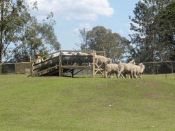 Zoo keeper and sheep during the Sheep Dog Show at the Lone Pine Koala Sanctuary