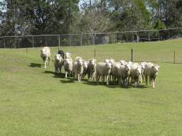 Dog and sheep during the Sheep Dog Show at the Lone Pine Koala Sanctuary