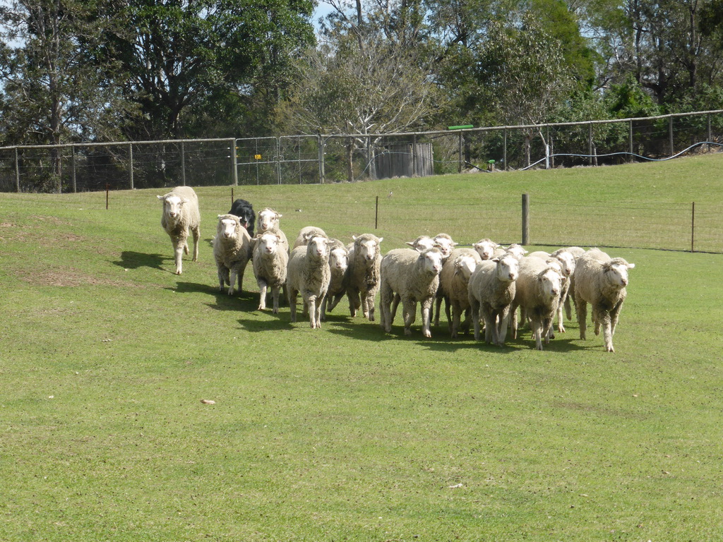Dog and sheep during the Sheep Dog Show at the Lone Pine Koala Sanctuary