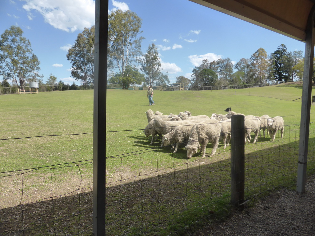 Zoo keeper, dog and sheep during the Sheep Dog Show at the Lone Pine Koala Sanctuary