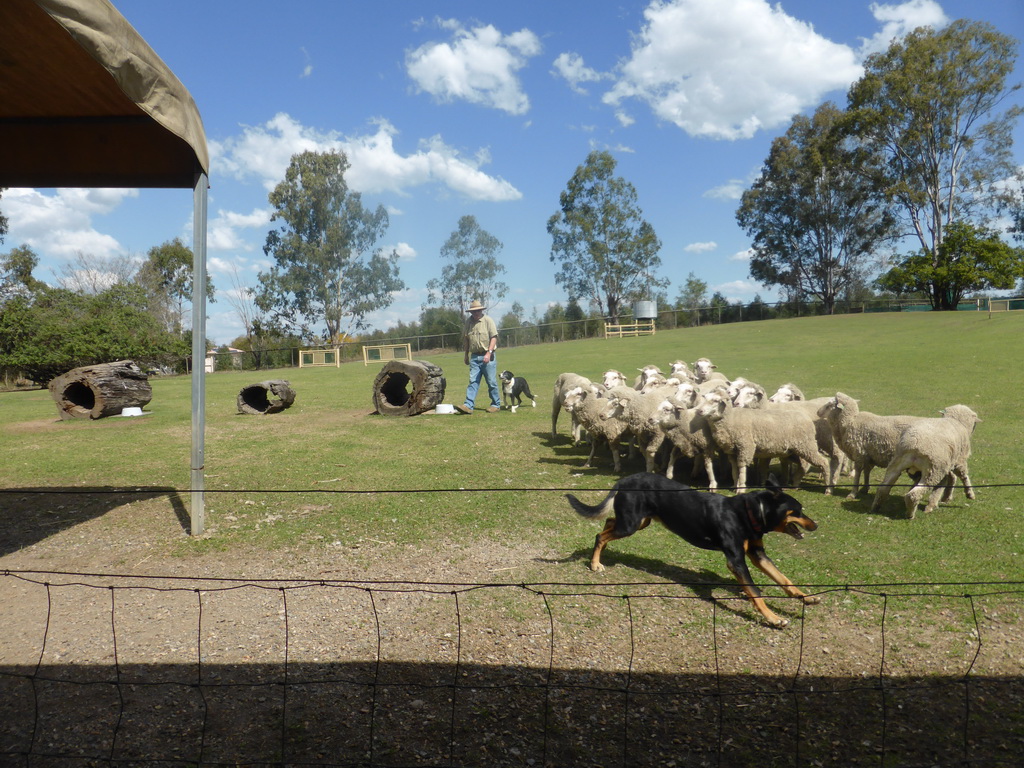 Zoo keeper, dogs and sheep during the Sheep Dog Show at the Lone Pine Koala Sanctuary